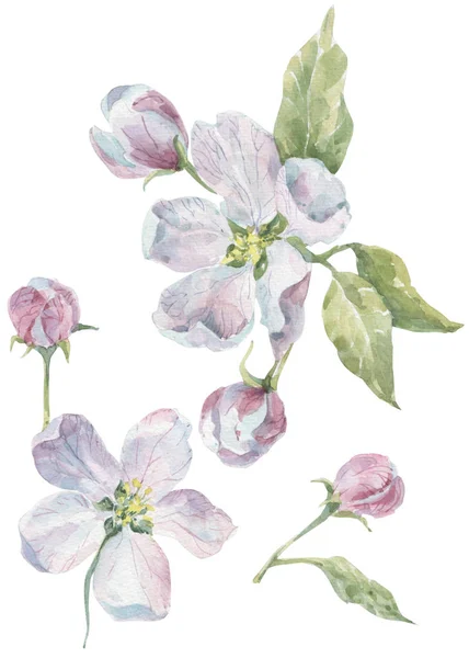 Suluboya çiçek ve yaprak tasarımı için 