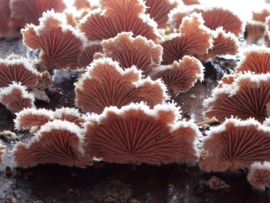 Schizophyllum commune Mushrooms clipart