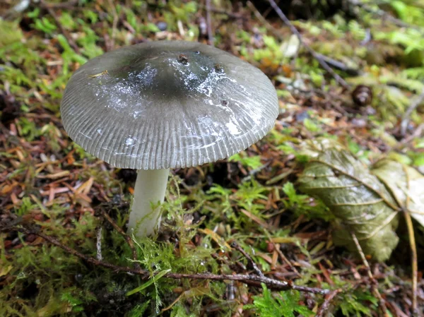 Griseta Occidental - Amanita pachycolea —  Fotos de Stock