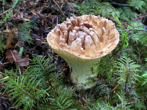 Vaso escamoso Chanterelle — Fotografia de Stock