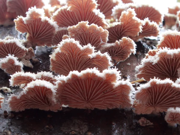 Schizophyllum comunas Cogumelos — Fotografia de Stock