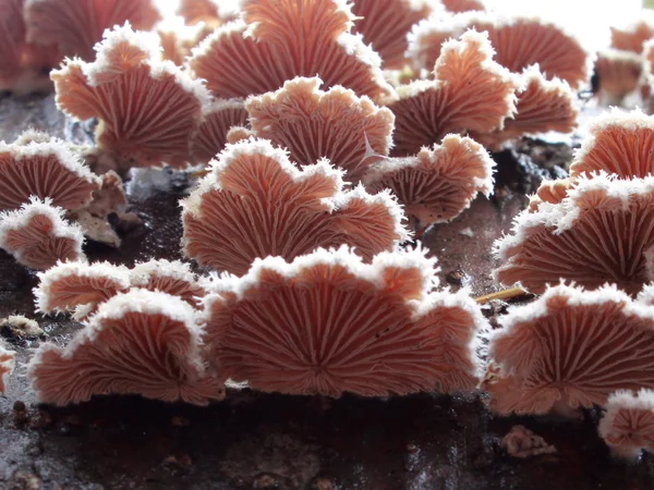 Schizophyllum κοινοτάρχης μανιτάρια — Φωτογραφία Αρχείου