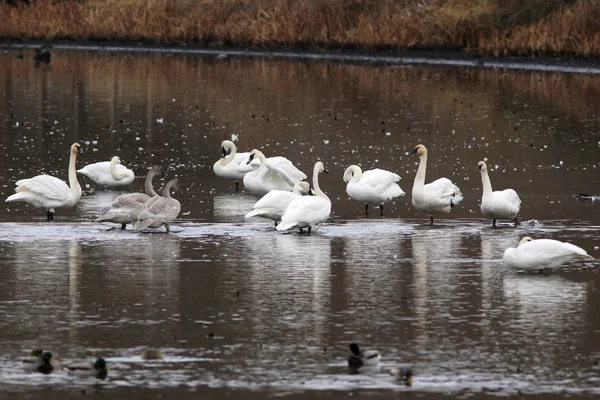 Cisnes trompetista em águas rasas — Fotografia de Stock