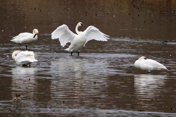 Cisnes trompetista - Cygnus buccinator — Fotografia de Stock