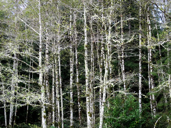 Corteza blanca en los árboles de aliso — Foto de Stock