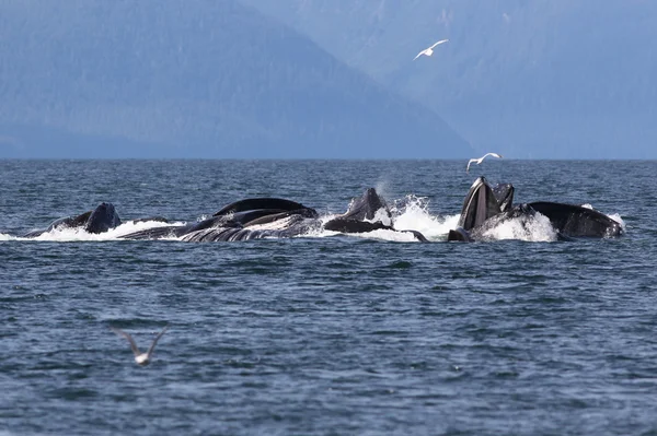 Kambur balinalar Net besleme kabarcık — Stok fotoğraf