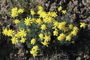 Dar yapraklı Goldenweed