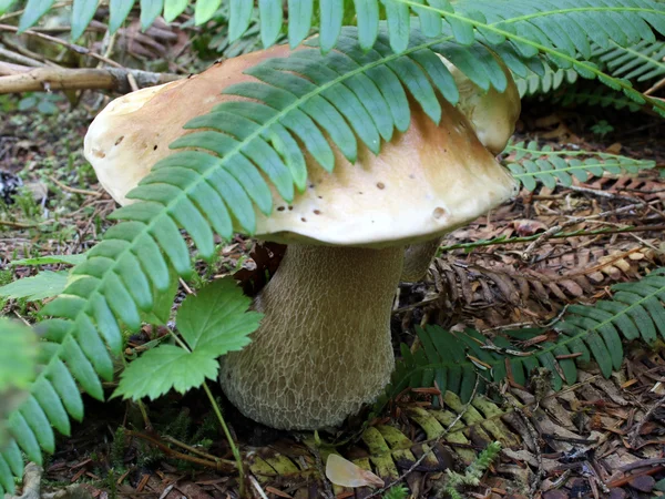 Porcini Mushroom under Ferns — Stock Photo, Image