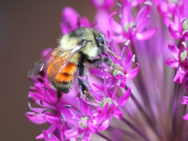 Turuncu çizgili Bumblebee Allium üzerinde