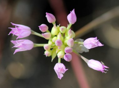 Tapertip soğan - Allium acuminatum