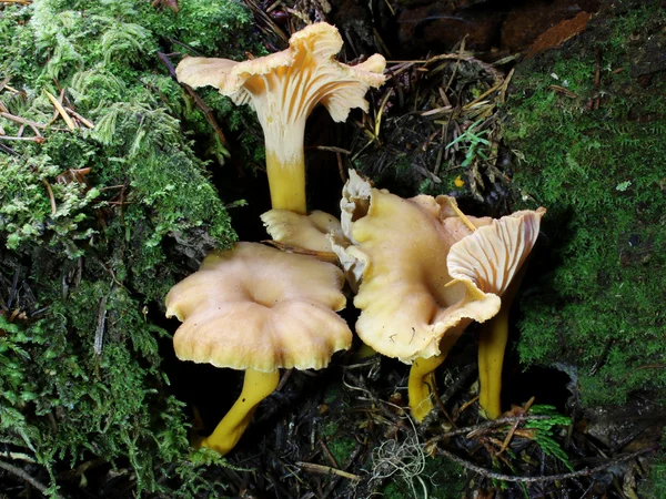 겨울 Chanterelles-Craterellus tubaeformis — 스톡 사진