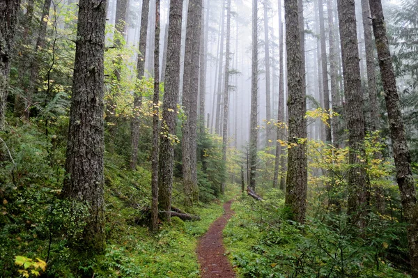 Camino Forestal en el Noroeste del Pacífico — Foto de Stock