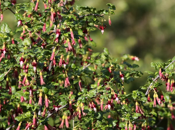 Goma Gooseberry flores — Fotografia de Stock