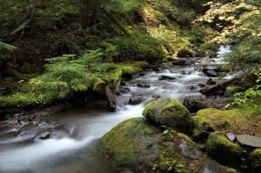 Pacific northwest orman akarsu