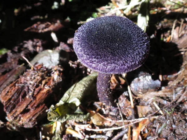 Champiñón Violeta Cort — Foto de Stock