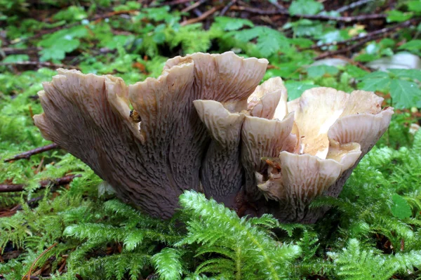 Schweineohr-Pilz — Stockfoto