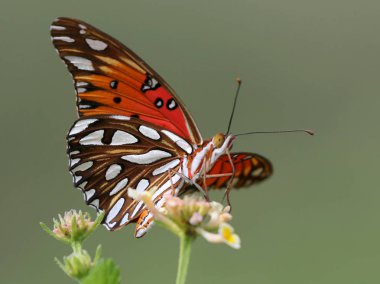 Körfez fritillary kelebek