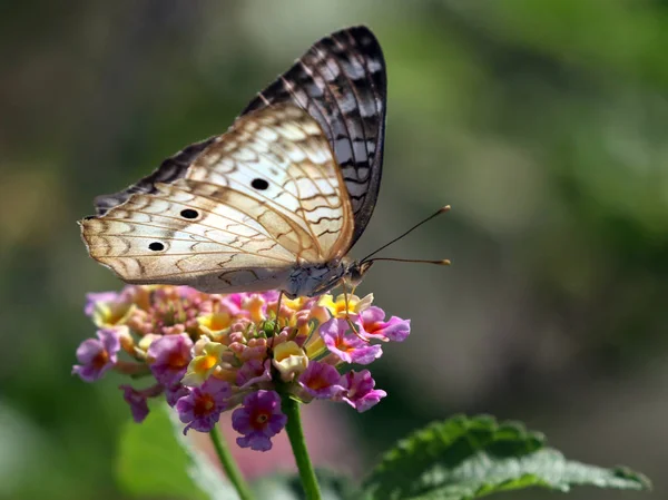 Vit påfågel - anartia jatrophae — Stockfoto