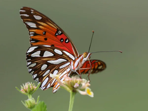 Körfez fritillary kelebek — Stok fotoğraf