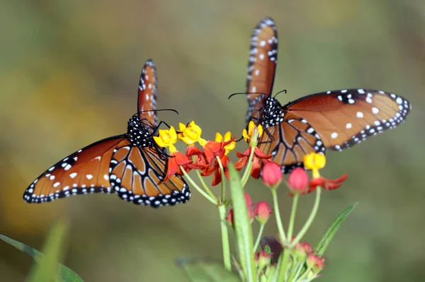 Två Queen fjärilar — Stockfoto