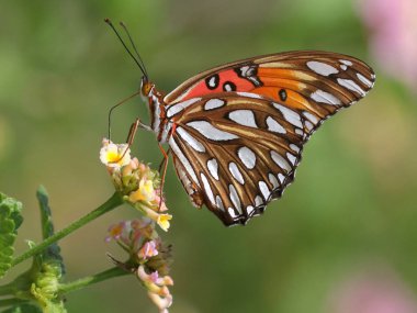 Körfez Fritillary kelebek Lantana çiçek üzerinde