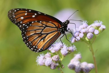 Asker kelebek mavi Mistflower üzerinde