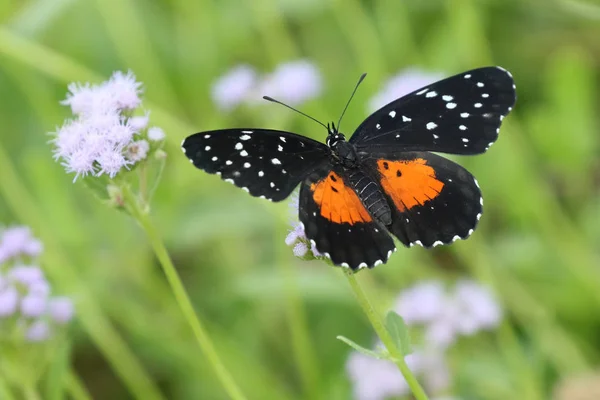 Patch cremisi Farfalla — Foto Stock