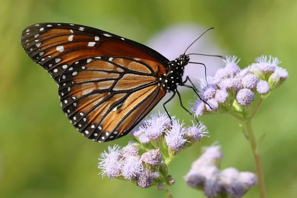 Asker kelebek mavi Mistflower üzerinde