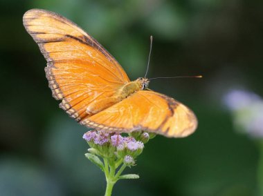 Julia Heliconian kelebek - Dryas Iulia