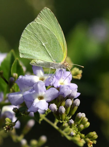 Lyside svavel Butterfly - Kricogonia lyside — Stockfoto
