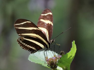 Zebra Heliconian kelebek