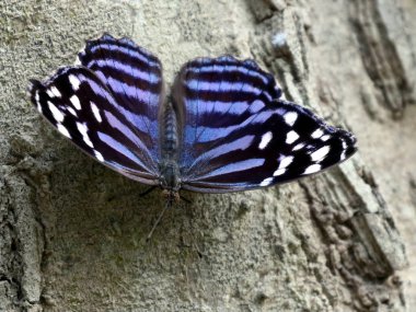 Meksika Bluewing kelebek