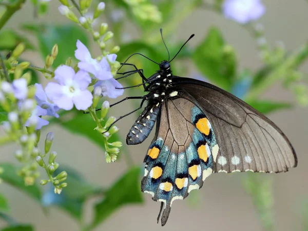 Pipevine swallowtail butterfly — Stockfoto