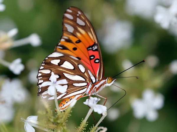 Körfez Fritillary kelebek Plumbago üzerinde — Stok fotoğraf