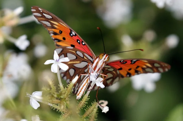 Körfez fritillary kelebek — Stok fotoğraf