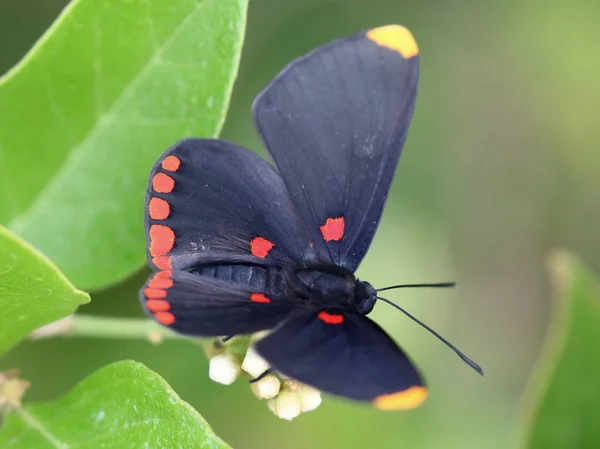 Kırmızı sınırlanmıştır Pixie kelebek — Stok fotoğraf