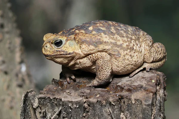 Baston kurbağa - Rhinella marina