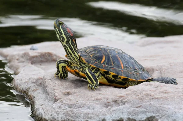 Rood-eared schuifregelaar schildpad — Stockfoto