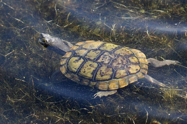 Gele schildpad zwemmen — Stockfoto