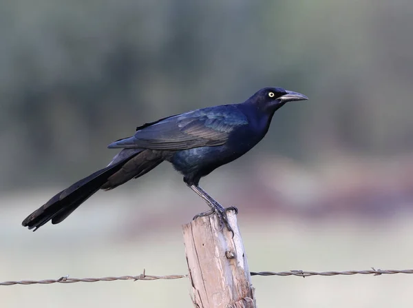 Grackle dalla coda grande — Foto Stock