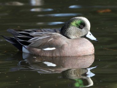 Amerikan Wigeon profili