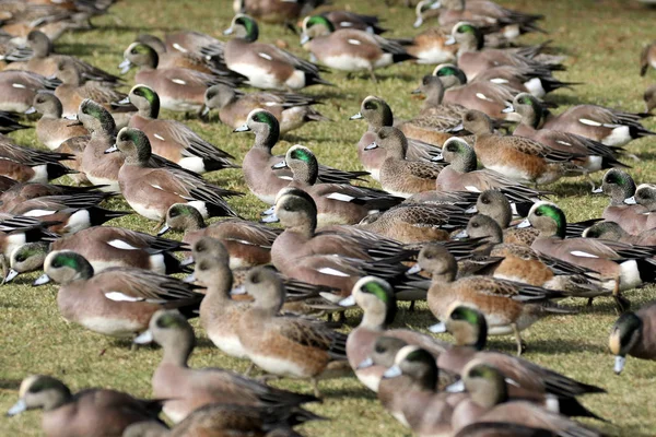 Çimlerin üzerine Amerikan Wigeons — Stok fotoğraf