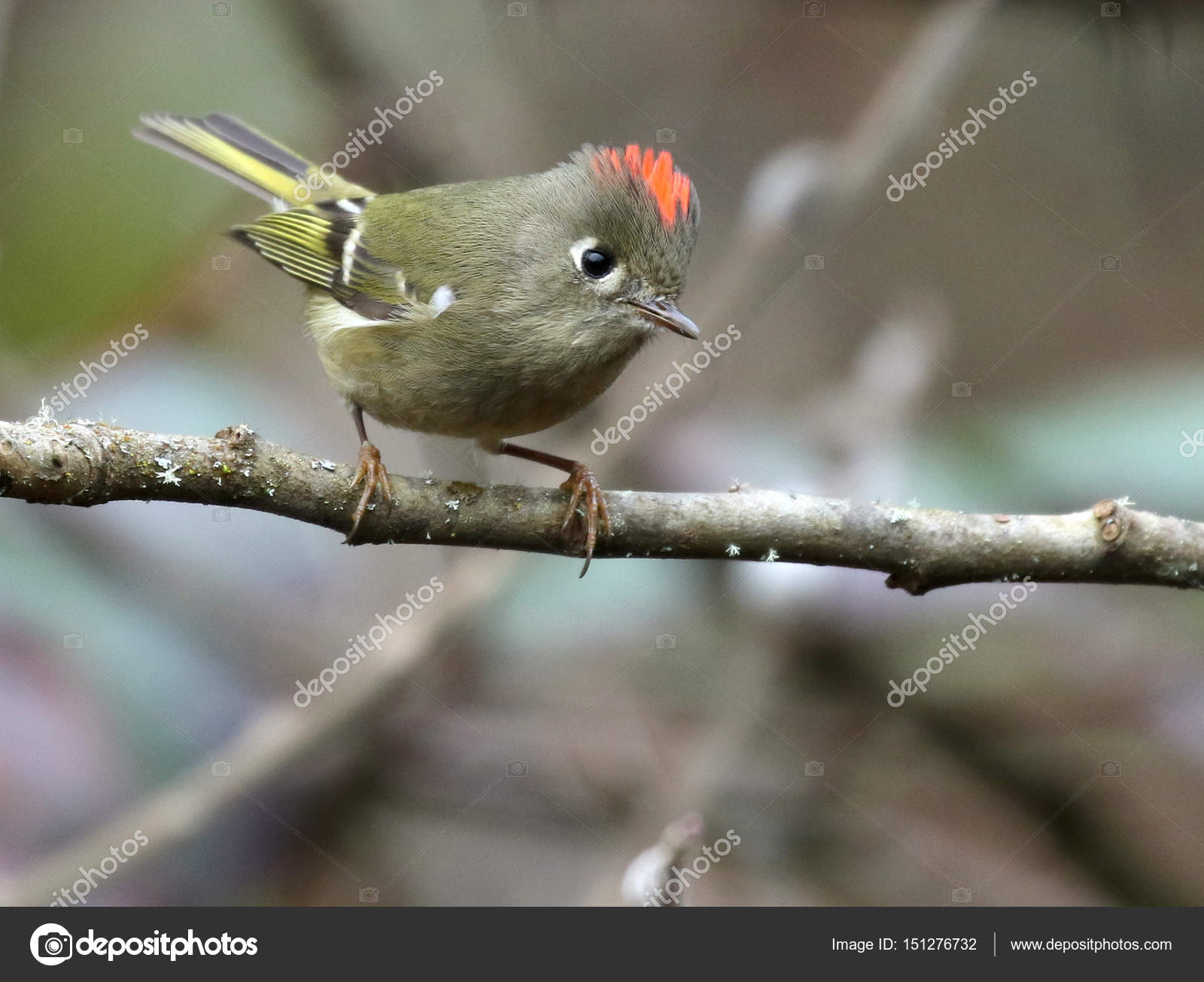 Regulus Calendula Stock Photos Lizenzfreie Regulus Calendula Bilder Depositphotos Regulus Calendula Stock Photos Lizenzfreie Regulus Calendula Bilder Depositphotos