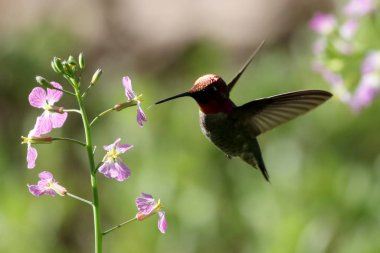 Arkadan aydınlatmalı Anna'nın Hummingbird uçuş