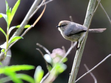 Bushtit parlak yeşillik ile