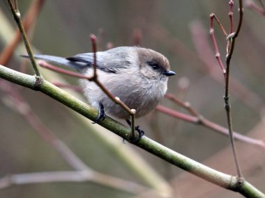 Bushtit bir dal üzerinde tünemiş