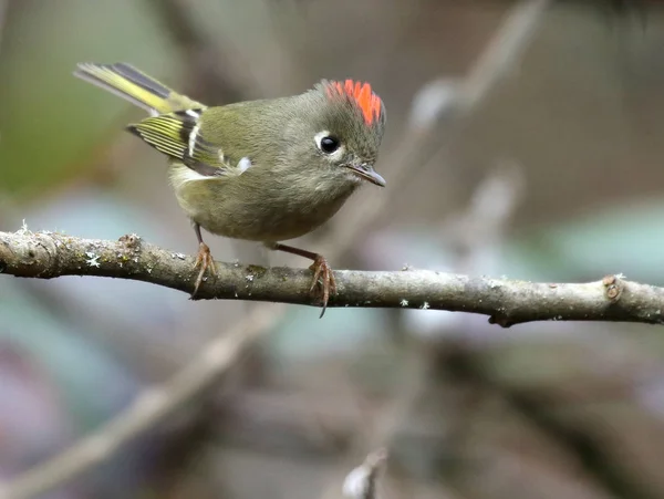 Kinglet arroccato con corona di rubino — Foto Stock