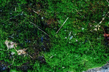 Ahşap doku, yıpranmış bir görünüm, eski ve yeşil ile