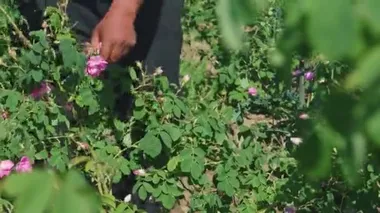 Taze pembe gül yaprakları toplayan bir adam. Çatlak ellerine yakından bak..