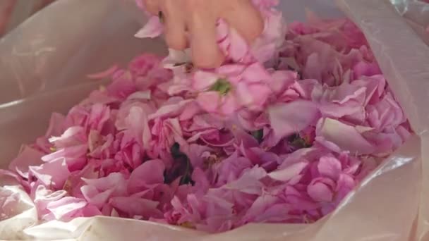 Девушка с длинными волосами берет розовые лепестки роз из прозрачного мешка. Закрыть . — стоковое видео